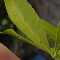 Zanthoxylum asiaticum (L.) Appelhans, Groppo & J.Wen